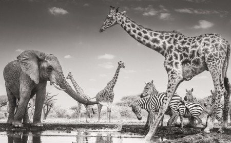 Why Wildlife Photographer of the Year winner used an infrared converted Nikon camera