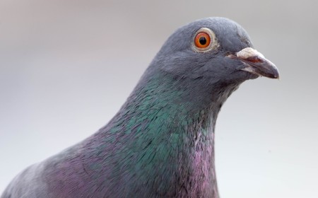 A piece of the world's oddest network deployment has gone up for auction — if you fancy owning a piece of pigeon-powered internet, it can be yours for just $4,000