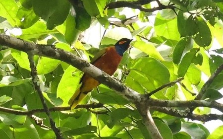 First-Ever Video of a Ghana Cuckooshrike After 13 Years as a ‘Lost’ Bird Species