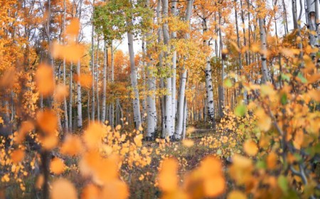 Photography News: Two Firsts from Laowa, Landscape Photography Gear on Sale