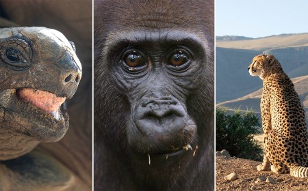 Nat Geo’s ‘Africa’ Doc Features Six World’s Firsts and Required 300 Days of Filming In 33 Countries