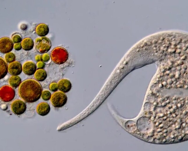 AI disqualification yields new Nikon Small World in Motion winner