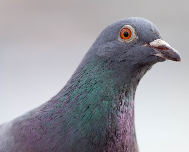 A piece of the world's oddest network deployment has gone up for auction — if you fancy owning a piece of pigeon-powered internet, it can be yours for just $4,000