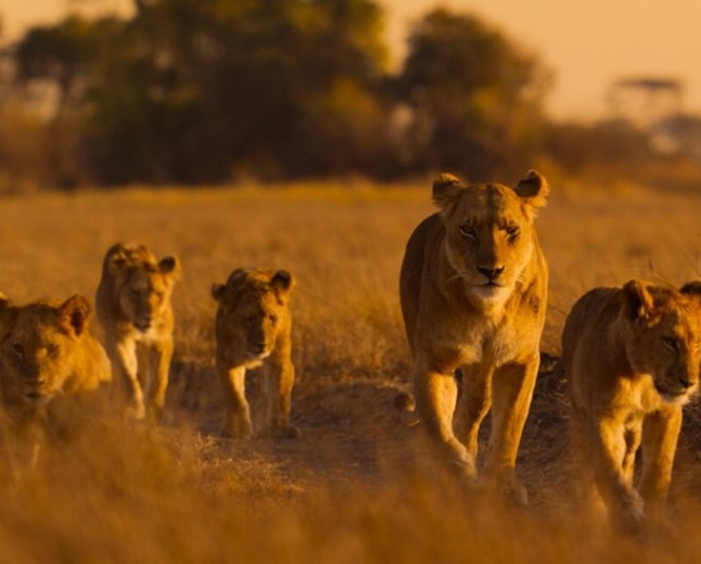 Lions and cheetahs and chimps, oh my: a spotlight on Africa's diverse wildlife